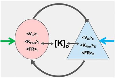 Development of Mechanistic Neural Mass (mNM) Models that Link Physiology to Mean-Field Dynamics